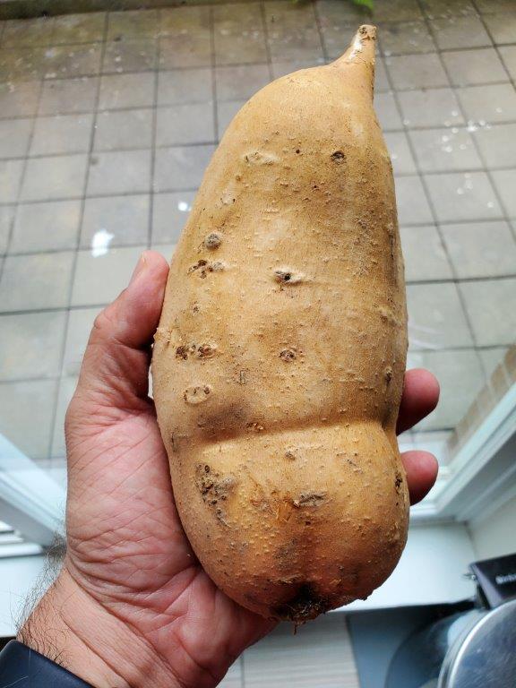 Very large sweet potato