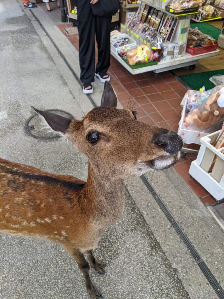 Deer