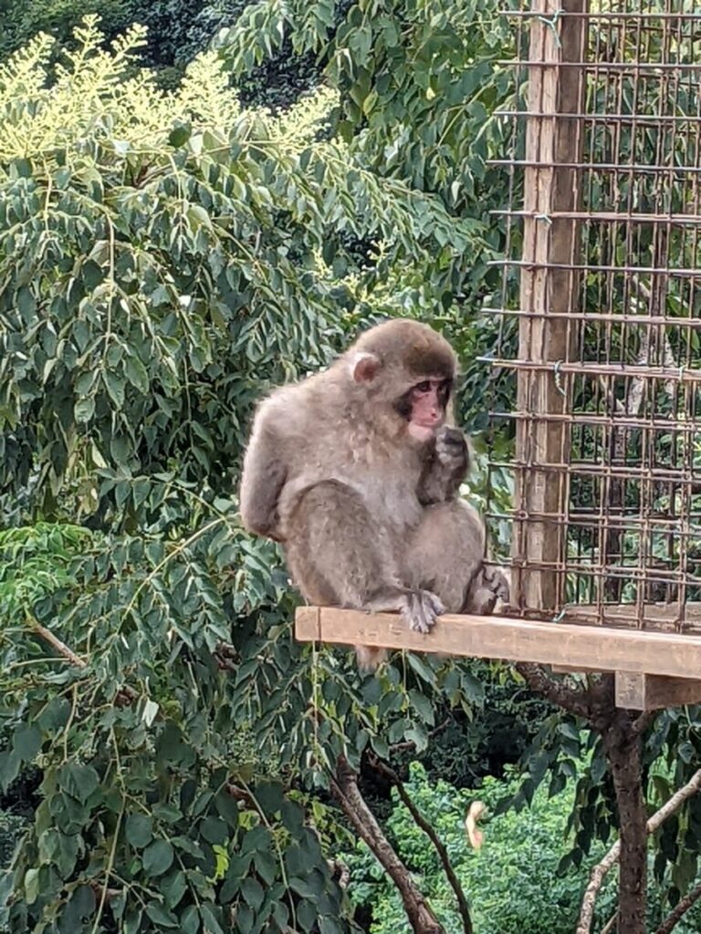 Monkey sitting on a ledge