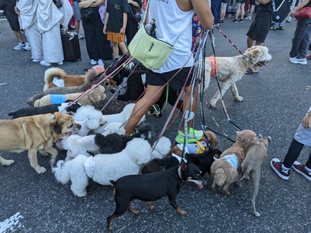 Many dogs