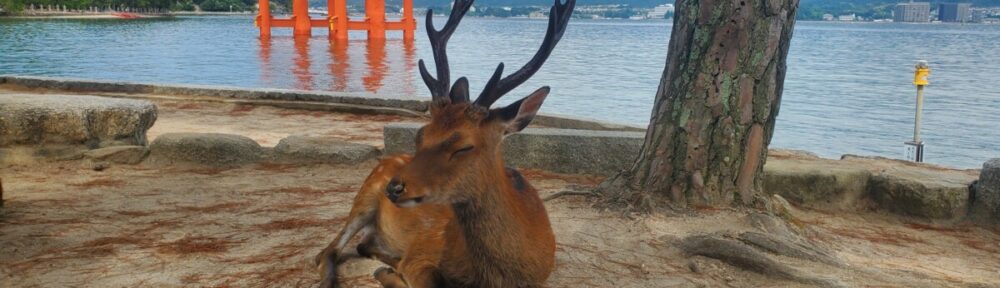 Deer resting in front of Tori gate