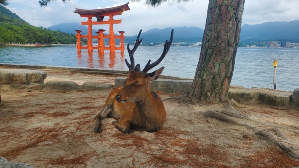 Deer resting in front of Tori gate