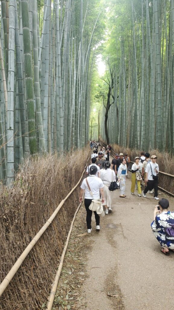 Bamboo grove