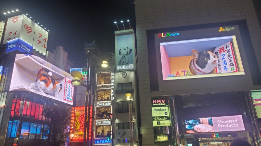 3D cat billboard