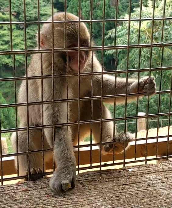 Monkey being fed