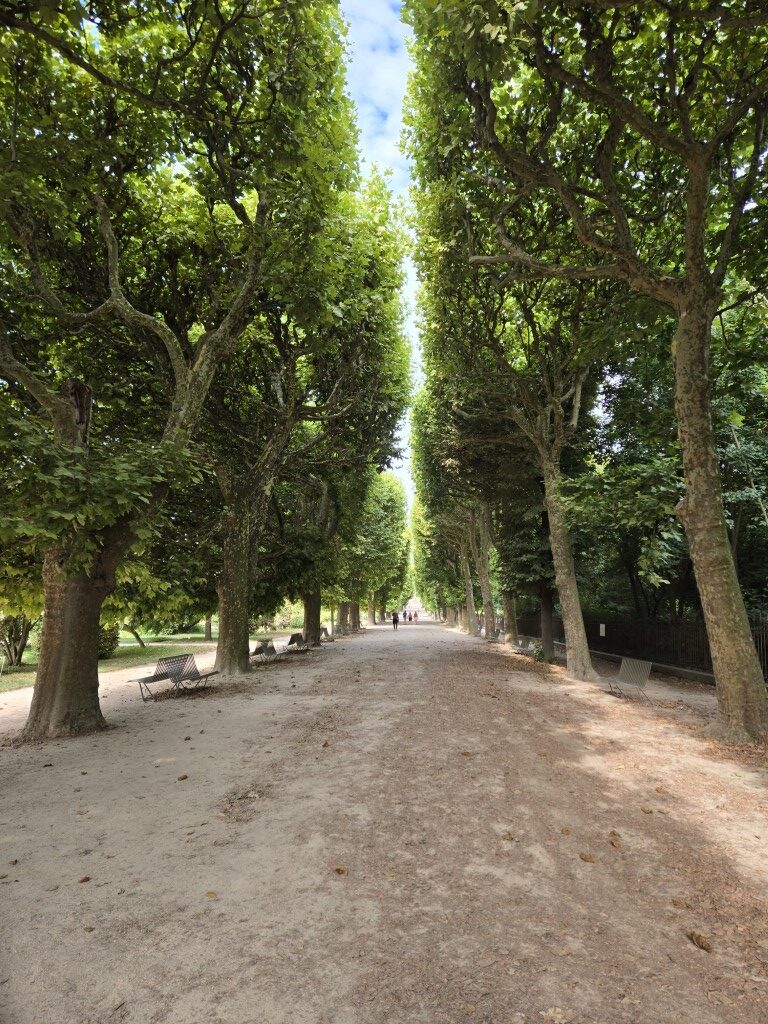 Tree lined path