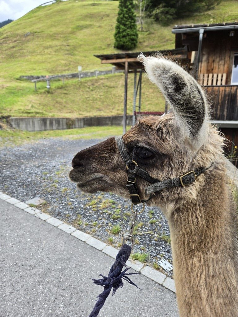 Willie the llama